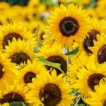 sunflowers-g1cc655272_1920